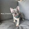 2 BEAUTIFUL MALES FRENCH BULLDOGS 