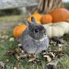 Netherland Dwarf Bunny 