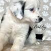 ‘Bobby’ Meet Our Adorable & Smart Aussie boy w/blue eyes