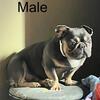Male French bulldog 