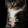 Maine Coon Kittens 