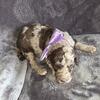 AKC STANDARD POODLE, Brown abstract Merle female