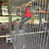 Young pairs of Crimson Bellied Conures available at $1,500 per pair