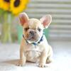Poetic French Bulldog Puppy Lilac Fawn Male Parker