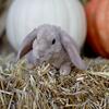 Mini Plush Lop Bunnies