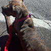 5 Mo Cane Corso Female 