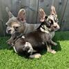 3 month old French Bulldogs