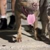 XL American Bully for Sale  Great Temperament