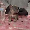 French Bulldog Puppies AKC