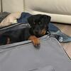 AKC German Rottweiler Puppies ready for their forever home