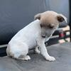 Miniature Rat Terrier Puppy