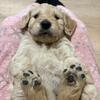 Golden doodles! 