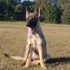 Czech German Shepherd Working Line Puppy AKC 