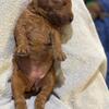 Standard POODLE & PUPPIES - Standard / BIG / Royal sized / Pony-sized RED puppies