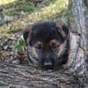 Beautiful purebred German Shepherd puppies 