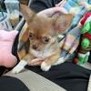 CKC Chihuahua Puppies - ALL MALES