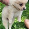 Pomeranian puppies