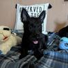 Scottish Terriers