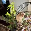 Conure for Sale