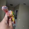 Conures, ringnecks, quakers, caique, eclectus