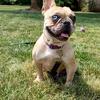 AKC French Bulldog Female (In heat)