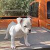 🔥 Pocket/Micro American Bully Pup – Mad Max × Betty – 3 Months – Pharr TX 🔥