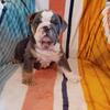 AKC English Bulldog Puppies PRICE DROP!