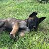 11 Week Old German Malinois Puppies