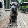 Pure Breed Cane Corso UNALTERED - Available Immediately