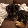 Yorkie puppy