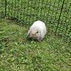 Lop pair