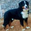 Super Stocky !!!Bernese Mountain Dog Puppies. Ch. Import Bloodlines