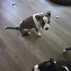 7 months pitbull/bully puppies