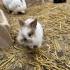 Baby bunnies great for therapy 