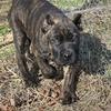 Cane corso puppies