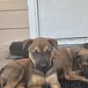 Puppies Need Home - DFW