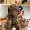 Red Goldendoodle Puppies!!!