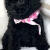 Toy Poodles need home 