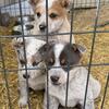 Blue Heeler Pups