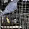 Indian Ringneck