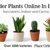 Buy Plants Online in India – Succulent Plants, Indoor & Cactus