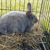 Flemish giant/angora mix doe