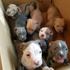 Blue nose pitbull puppies