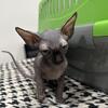 I have a (Vaccinated) Canadian Sphynx kitten, (Boy), 2-1/2 months old! SOLD