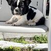 French bulldog puppies