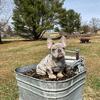French bulldog merle tri 