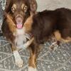 Australian Shepherd  FOR STUD AKC
