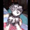 Schnauzers By Sammy CKC MALE PUPPY AVAILABLE