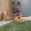 Belgium Malinois 