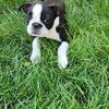 Male purebred Boston Terrier 